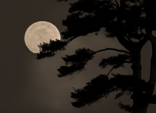 Луна и дерево