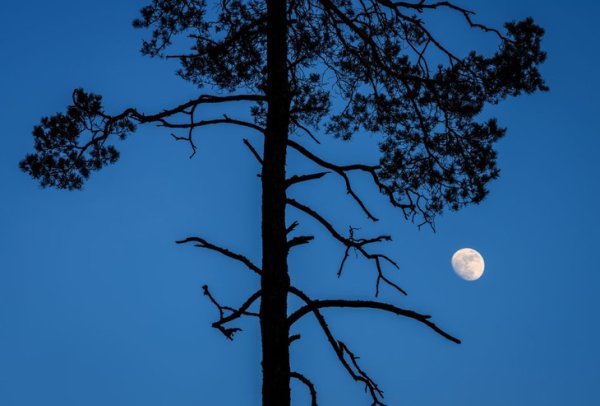 Луна сосны