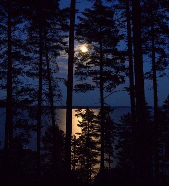 Полнолуние и сосны