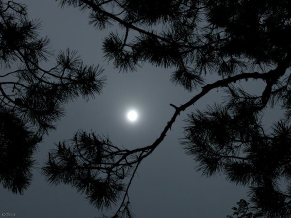 Сосна на фоне Луны
