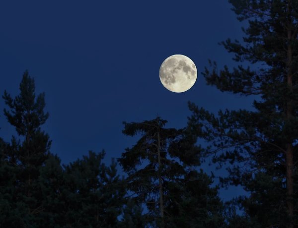 Ночь Луна сосны