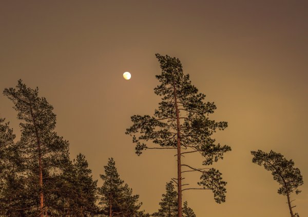 Луна в сосновых ветках