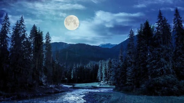 Ручей ночью в лесу