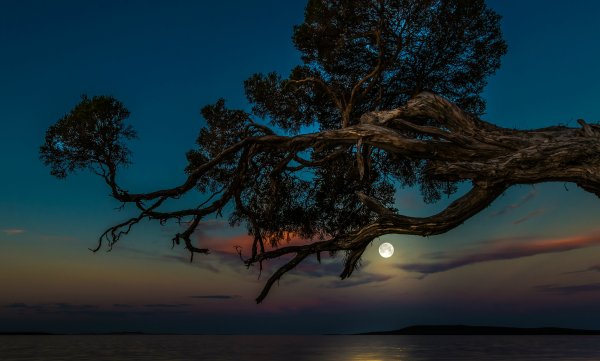 Дерево в лунном свете