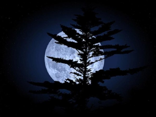 Осенняя Луна сосну рисует тушью на синих небесах
