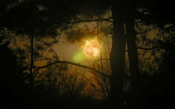 Лес Освещенный луной