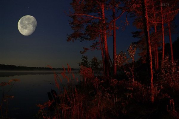 Луна над лесом