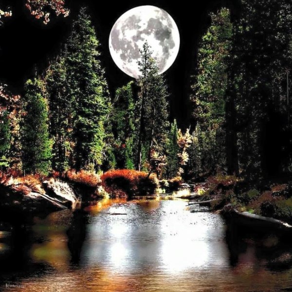 Красивая Луна в лесу