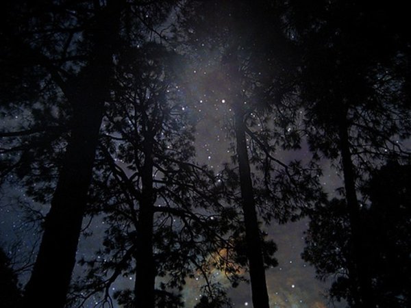 Сосны ночью