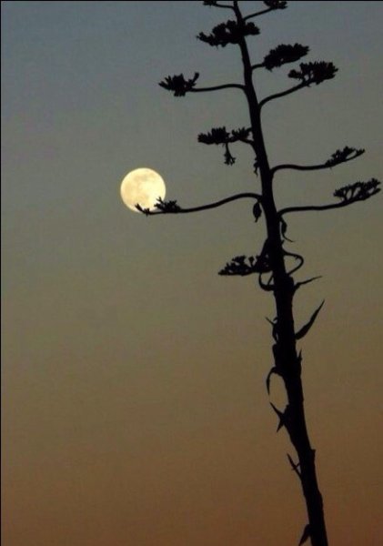 Ночь Луна сосны