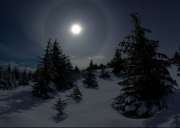 Лунная ночь зимой в лесу
