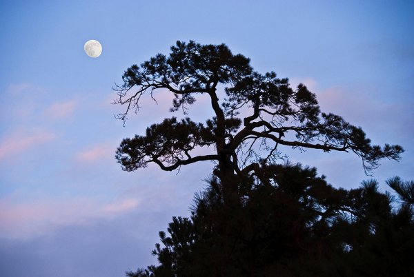 Ночь Луна сосны