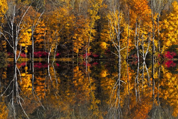 Осень отражение в воде