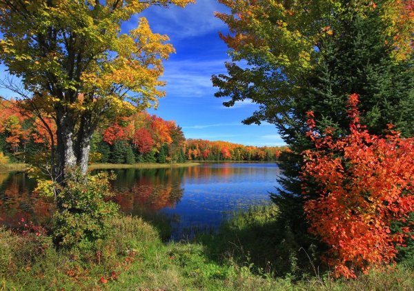 Кусты река осень