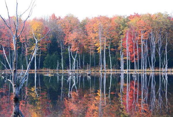 Деревья отражаются в воде
