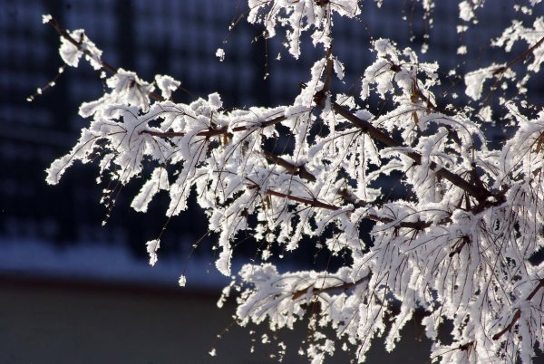 Снег на ветках деревьев