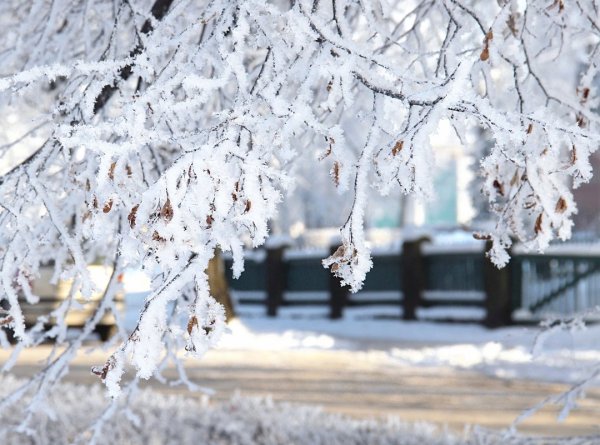 Заснеженные деревья в городе