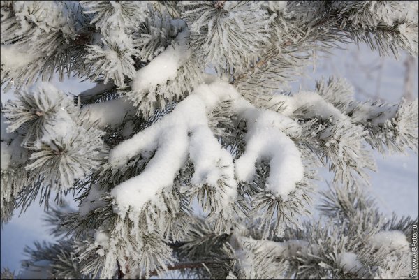 Пушистые снежные ветки