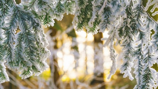 Ель в снегу