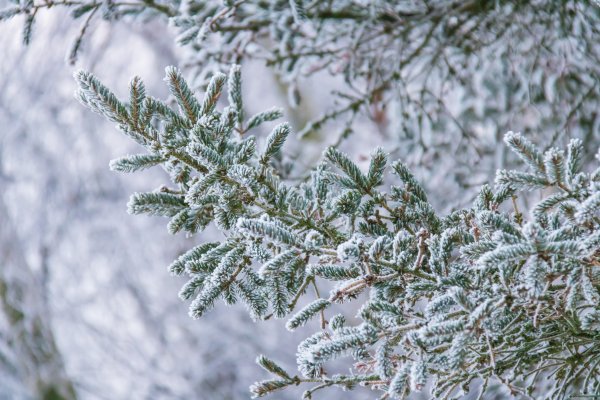 Зимняя ветка