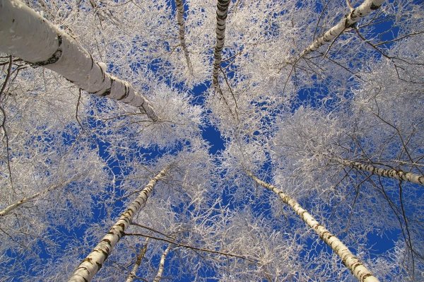 Снежная бахрома на деревьях
