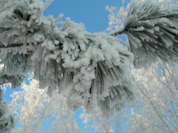 Пушистая зима