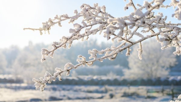 Ветки в снегу