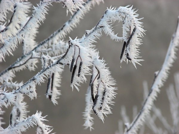 Снежная бахрома на деревьях