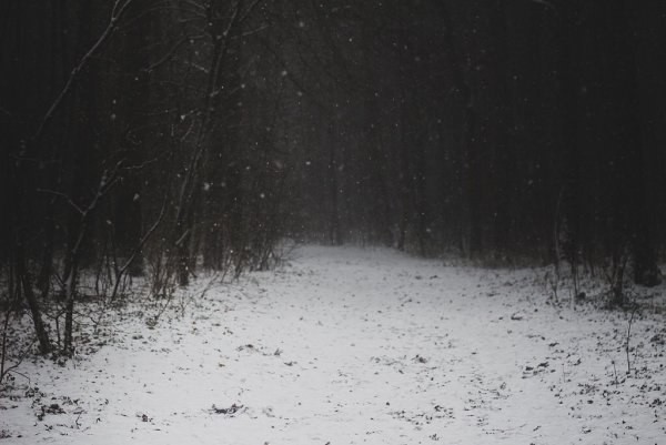 Зимний лес ночью