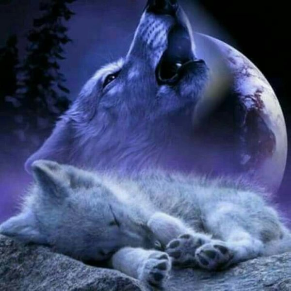 Волк с волчатами воет на луну