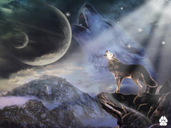 Волчица воет на луну