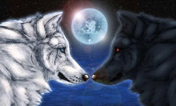 Черный и белый волк