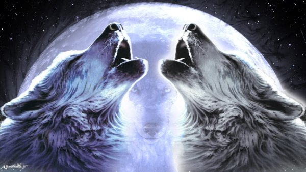 Два волка воют на луну