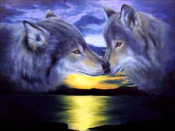 Волк и волчица вместе