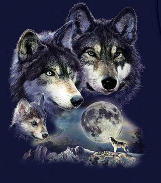 Волк, волчица,семья Волков