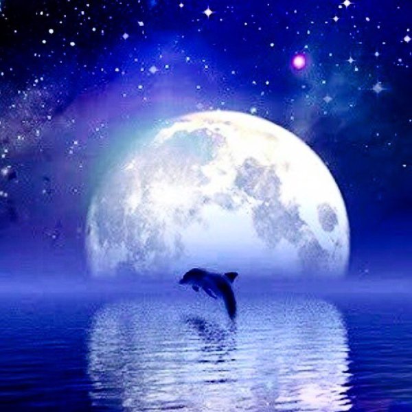 Море Луна дельфины