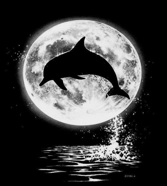 Луна дельфины