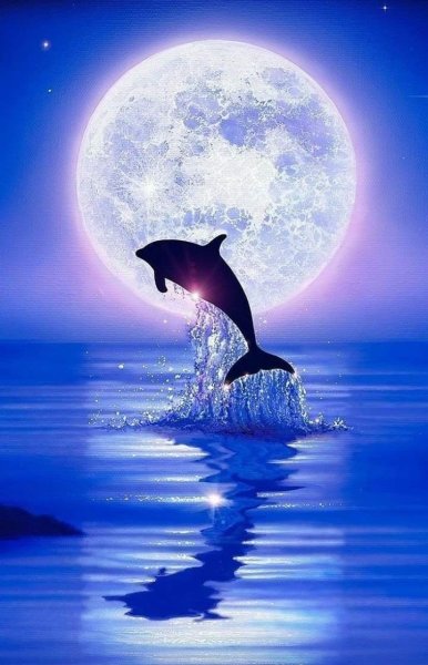 Дельфины ночью