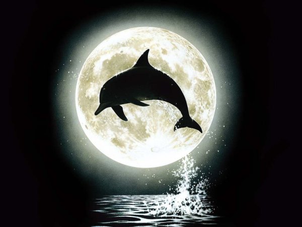 Крутой Дельфин