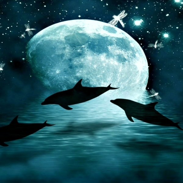 Дельфины ночью