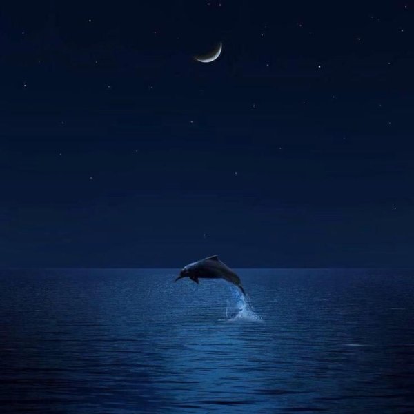 Дельфины ночью
