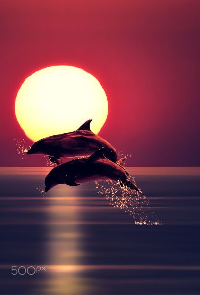 Море закат дельфины