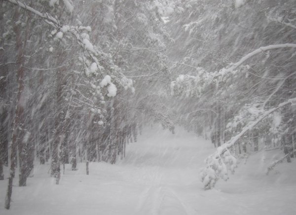 Метель фотографии