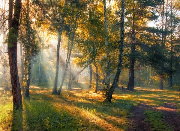 Осень раннее утро