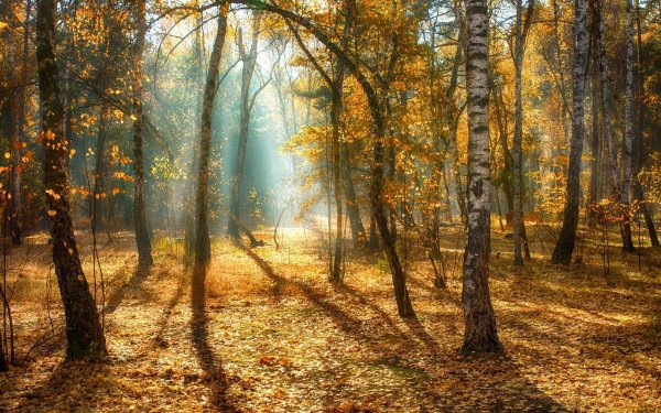 Ранняя осень в лесу