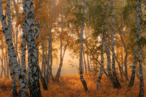 Березы Южного Урала