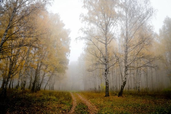 Березовая роща поздней осенью