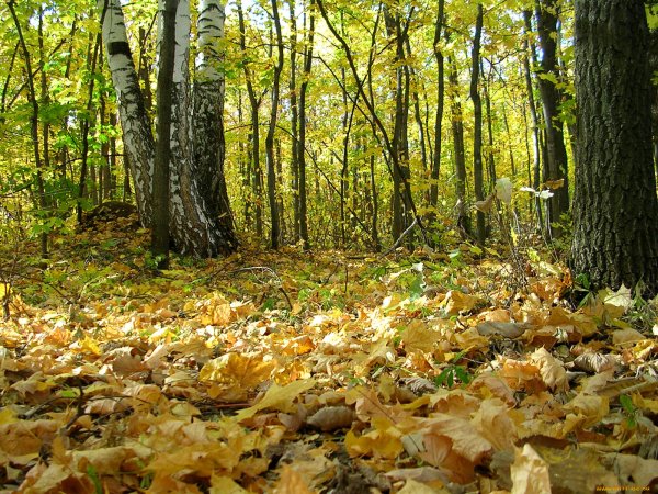 Осенняя Поляна в лесу