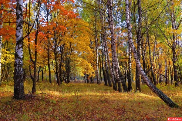 Осенняя Поляна в лесу