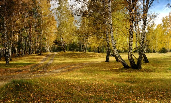 Парк Березовая роща Москва осень